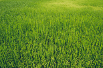 green field
