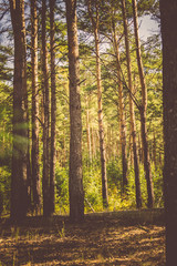 Pine Forest in the Morning Filtered