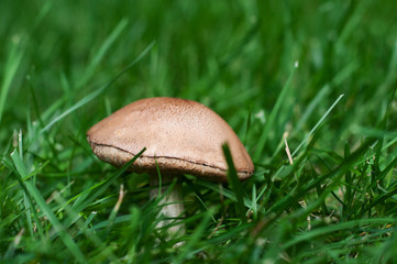 mushroom in the grass