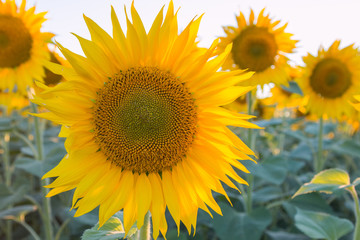 Yellow sunflower