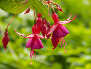 Fuchsia flowers with green blurry background