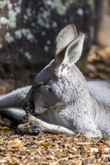 Kangaroo sleeping