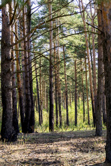 Obraz premium Pine Forest in the Morning