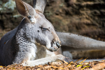 Kangaroo sleeping