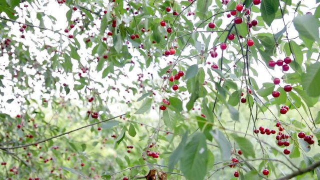 Branch of cherry tree full of ripe berries