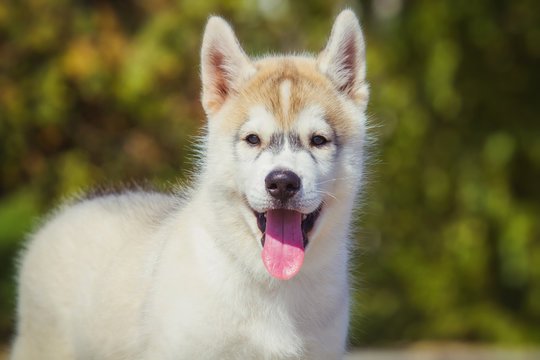 Portrait of a Siberian Husky puppy walking in the yard. One Little cute puppy of Siberian husky dog outdoors