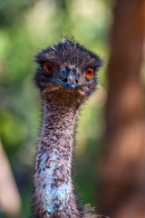 Emu bird staring