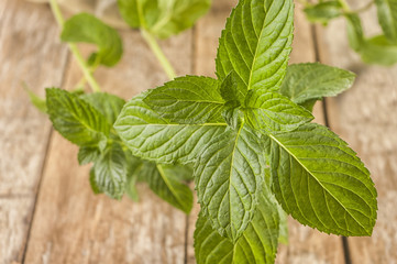 Fresh mint on rustic wooden background