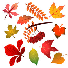 Autumn composition with colorful leaves and bunch of rowan on white background. Vector illustration EPS 10.