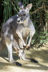 Baby kangaroo in a pouch