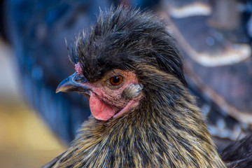 Black hen