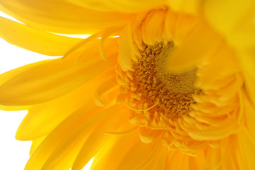yellow gerber flowers