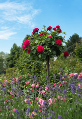Blühendes Rosenstämmchen mit Lavendel - 115493408