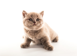 Fototapeta na wymiar Funny British kitten isolated on white background