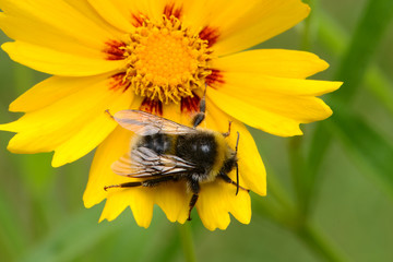 Hummel 9