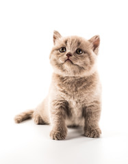 Funny British kitten isolated on white background
