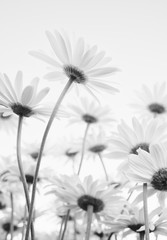 Close up of white flowers daisies