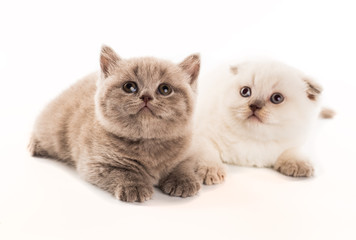 two british short hair kittens isolated on white background