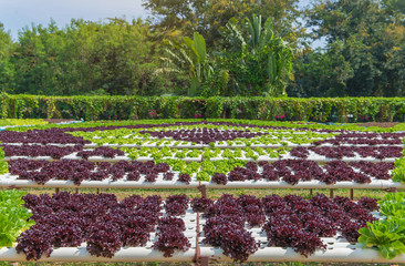 Organic hydroponic vegetable in the cultivation farm