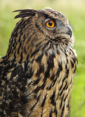 owl
