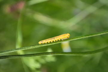 Caterpillar climbing up, progress conceptual photo