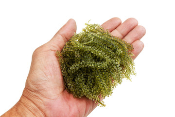 Caulerpa green caviar in hand © peachloveu