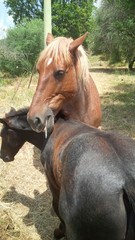 Fototapeta premium cavalli