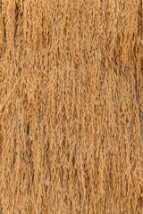 Pile of paddy bundle on the rice field after harvest