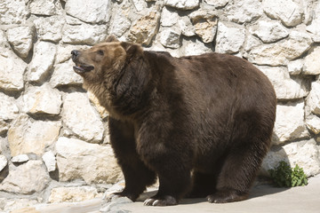 brown bear in zoo