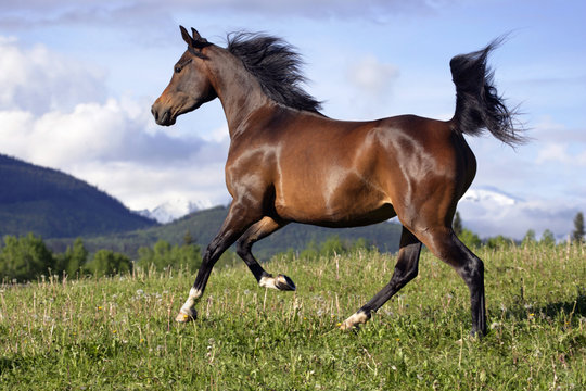Champion Bay Arab Mare running in meadow, showing off.