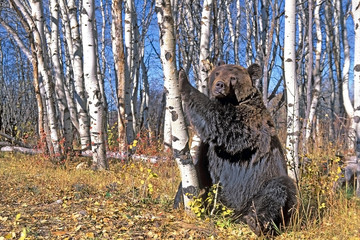 Grizzly Bear sitting in aspen grove pushing tree trunk.