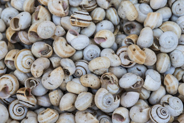 Raw snails  sale at a market