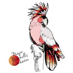 Vector hand drawn illustration of Major Mitchell Cockatoo parrot. Engraved exotic bird collection with high vibrant colors. Wild animals portrait.