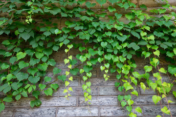 Fototapeta na wymiar green climbing plant on brick wall