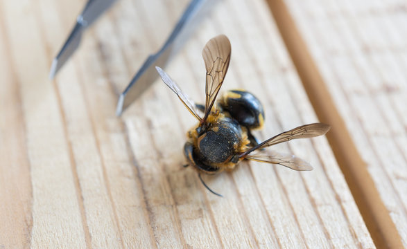 wasp on wooden background