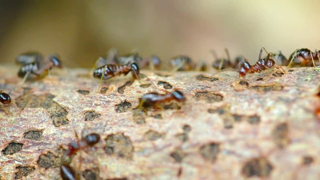 Hundreds of swarming termites, running up and down the length of a rotting, deadfall branch.