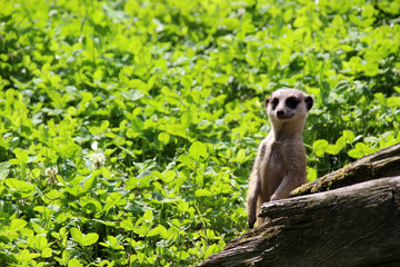 Erdmännchen im Tierpark Nordhorn