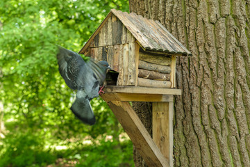 Wooden tree house for birds
