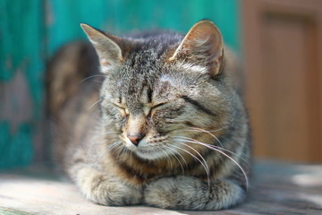 Спящая серая полосатая кошка