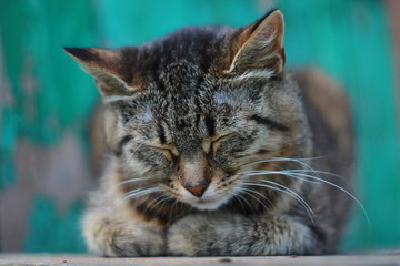 Спящая серая полосатая кошка