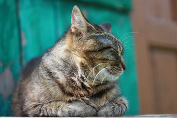 Спящая серая полосатая кошка