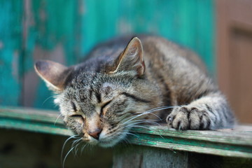 Спящая серая полосатая кошка