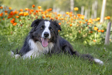 Border Collie laying in grass by garden flowers