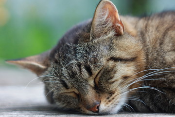 Спящая серая полосатая кошка