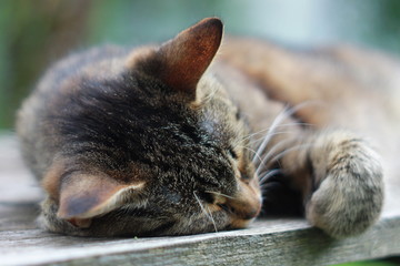 Спящая серая полосатая кошка