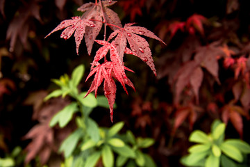 красные осенние листья под дождем