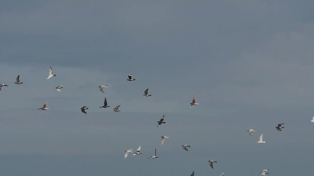 vol groupé de pigeons au dessus de l'océan