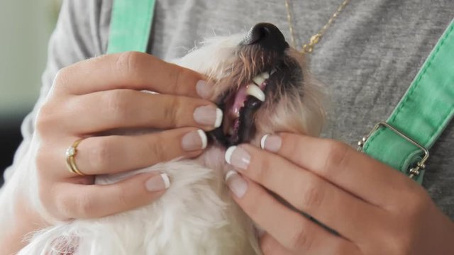 Pets, animals and dental hygiene. Woman checking teeth of her small dog, looking for plaque and tartar. She holds her dog and inspects its mouth. Closeup shot