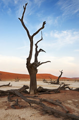 A dead tree in the Dead Vlei, Sossusvlei, Namibia
