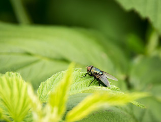 Fototapeta premium Fly on Leaf